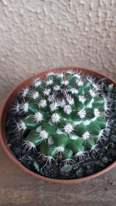 Una foto de Mammillaria mammillaris