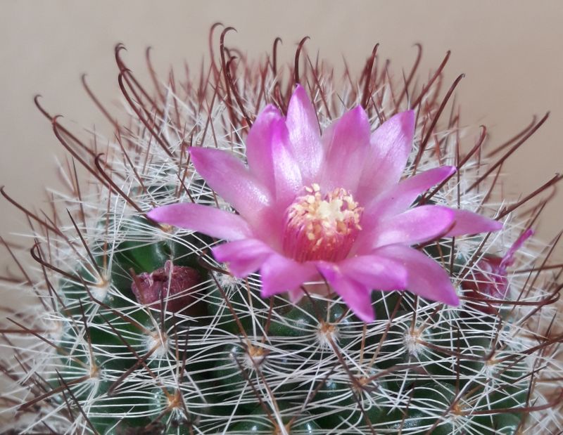 A photo of Mammillaria zeilmanniana