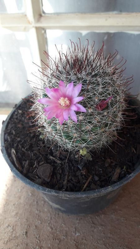 A photo of Mammillaria zeilmanniana