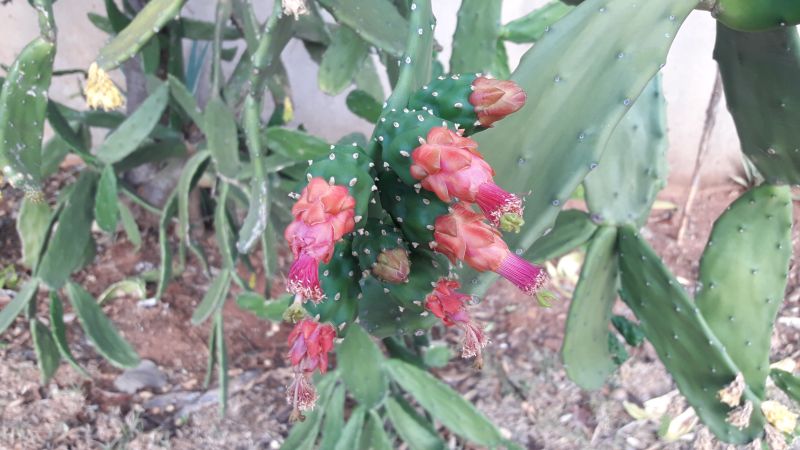A photo of Nopalea cochenillifera