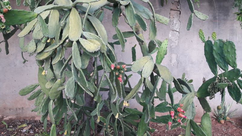 A photo of Nopalea cochenillifera
