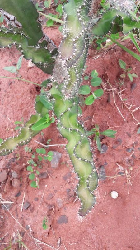 Foto de un cactus que se está identificando actualmente