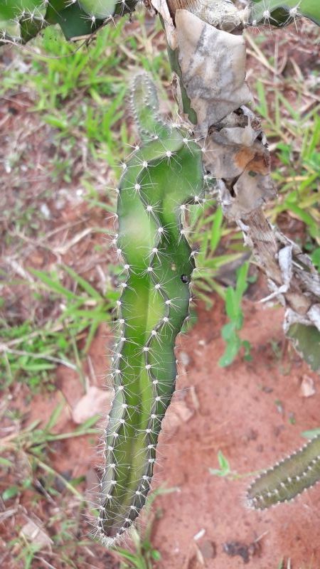 Foto de un cactus que se está identificando actualmente