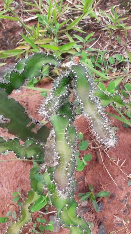 Foto de un cactus que se está identificando actualmente
