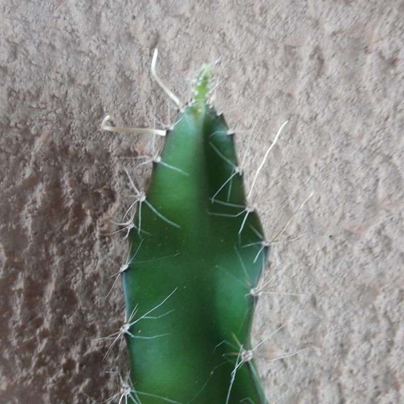 Foto de un cactus que se está identificando actualmente