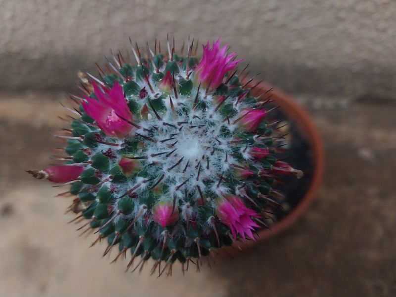 Una foto de Mammillaria polythele ssp polythele