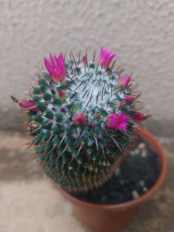 Una foto de Mammillaria polythele ssp polythele