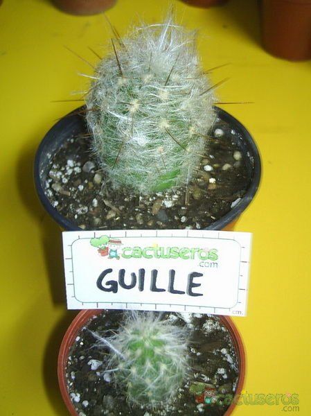 A photo of Oreocereus trollii