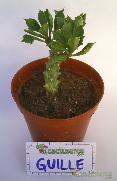 Una foto de Euphorbia lugardae