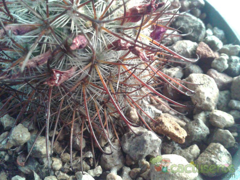 Una foto de Mammillaria rekoi