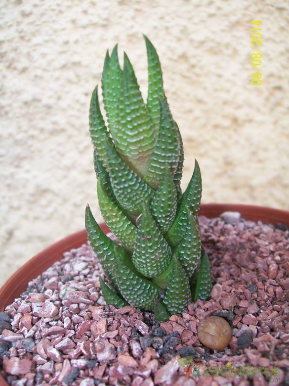 Una foto de Haworthia coarctata