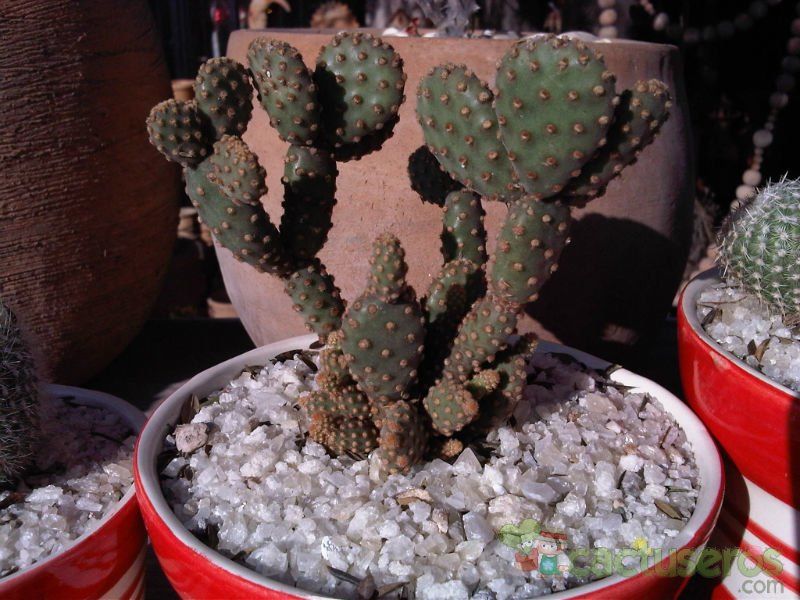 Una foto de Opuntia microdasys ssp. rufida fma. monstruosa