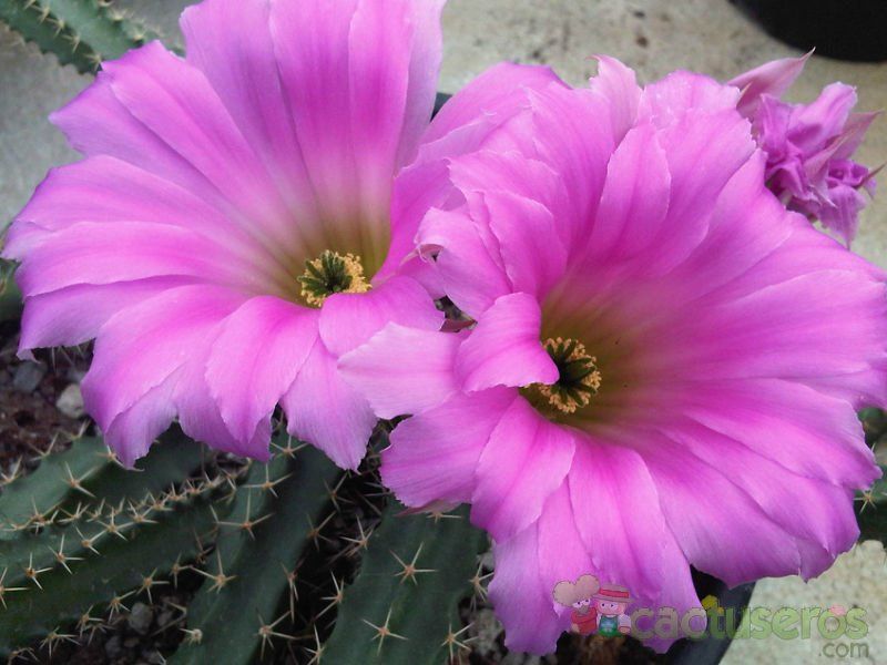 A photo of Echinocereus berlandieri