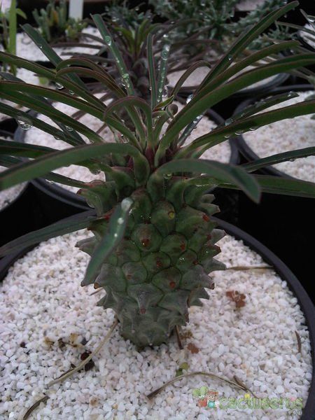 Una foto de Euphorbia clandestina