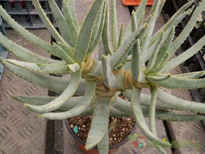 Una foto de Aloe ramossisima