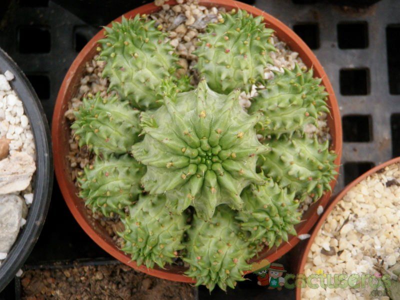Una foto de Euphorbia susannae