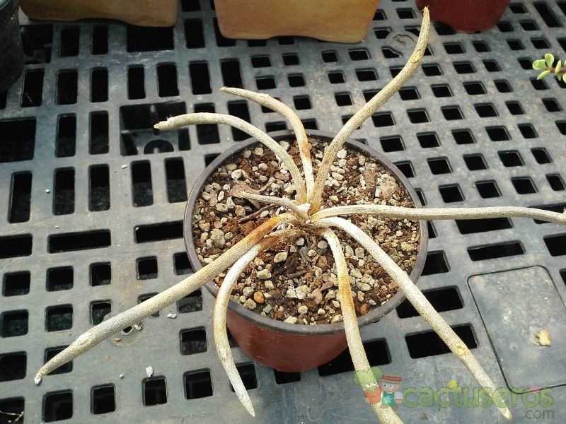 A photo of Astrophytum caput-medusae