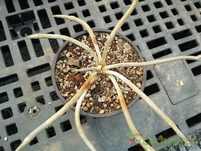 Una foto de Astrophytum caput-medusae
