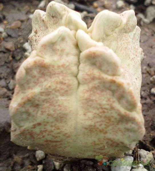 A photo of White-sloanea crassa