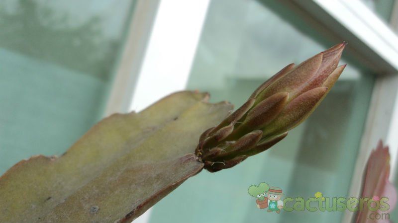 Una foto de Disocactus ackermannii
