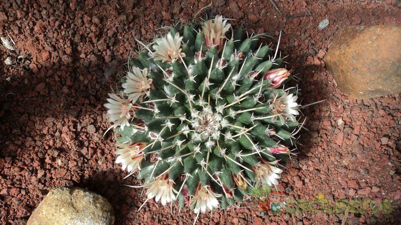 A photo of Mammillaria magnimamma