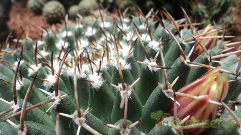 A photo of Mammillaria magnimamma