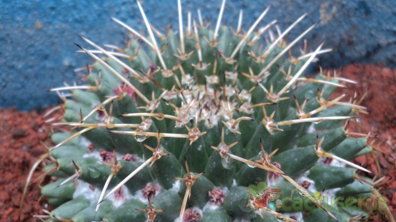 A photo of Mammillaria magnimamma
