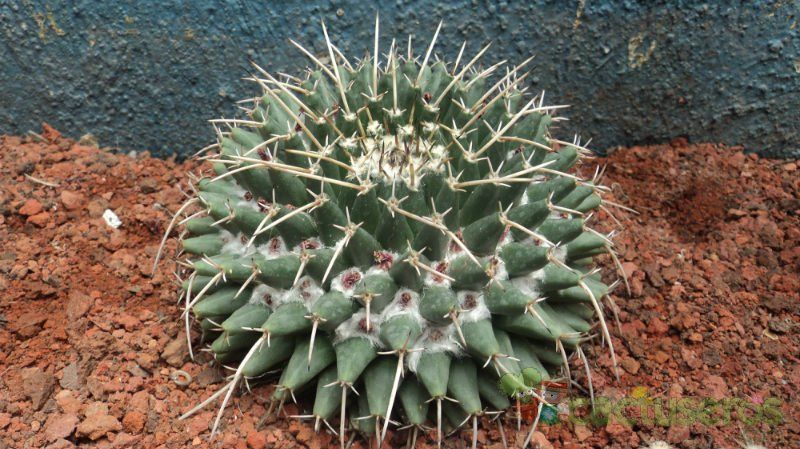 A photo of Mammillaria magnimamma