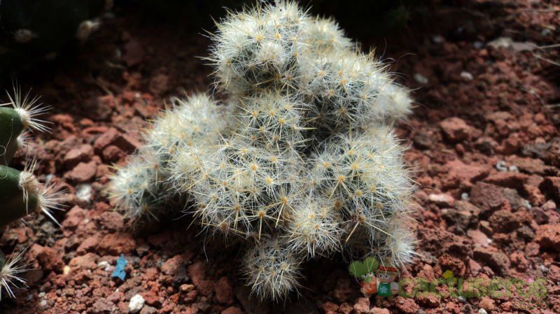 Una foto de Mammillaria prolifera ssp. haitiensis