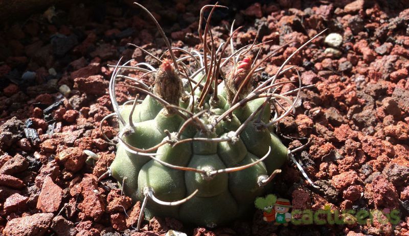 Una foto de Matucana madisoniorum
