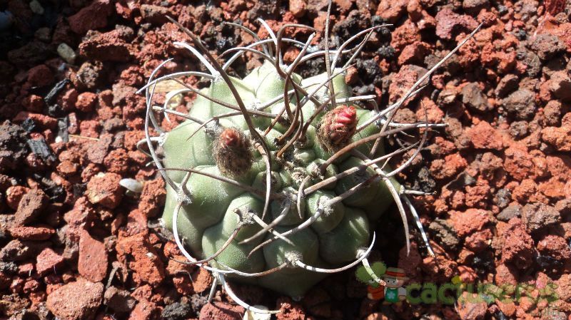 Una foto de Matucana madisoniorum