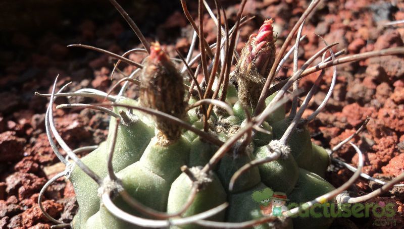 Una foto de Matucana madisoniorum