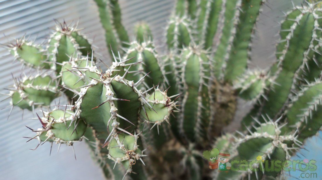 A photo of Euphorbia polyacantha