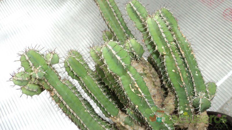 A photo of Euphorbia polyacantha