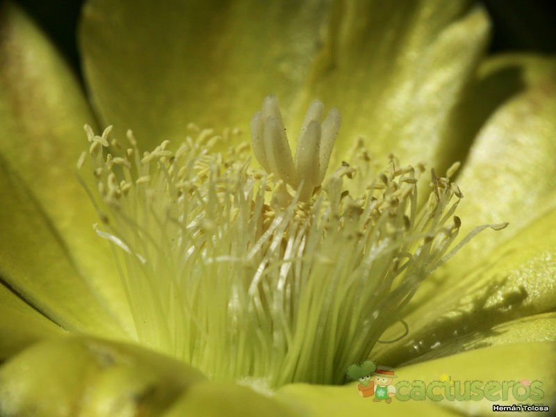 A photo of Opuntia arechavaletae