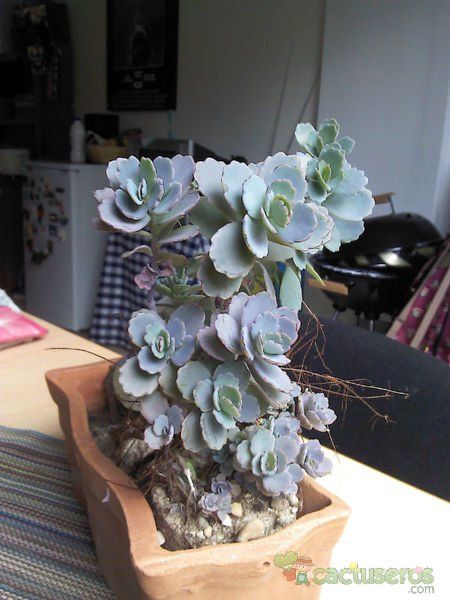 Una foto de Kalanchoe fedtschenkoi
