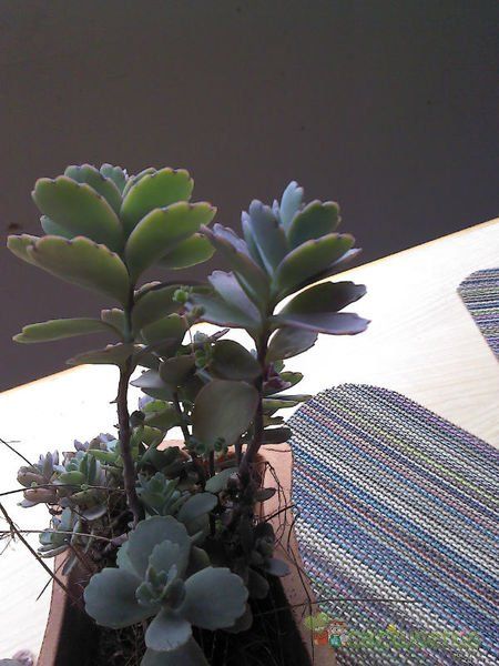 Una foto de Kalanchoe fedtschenkoi