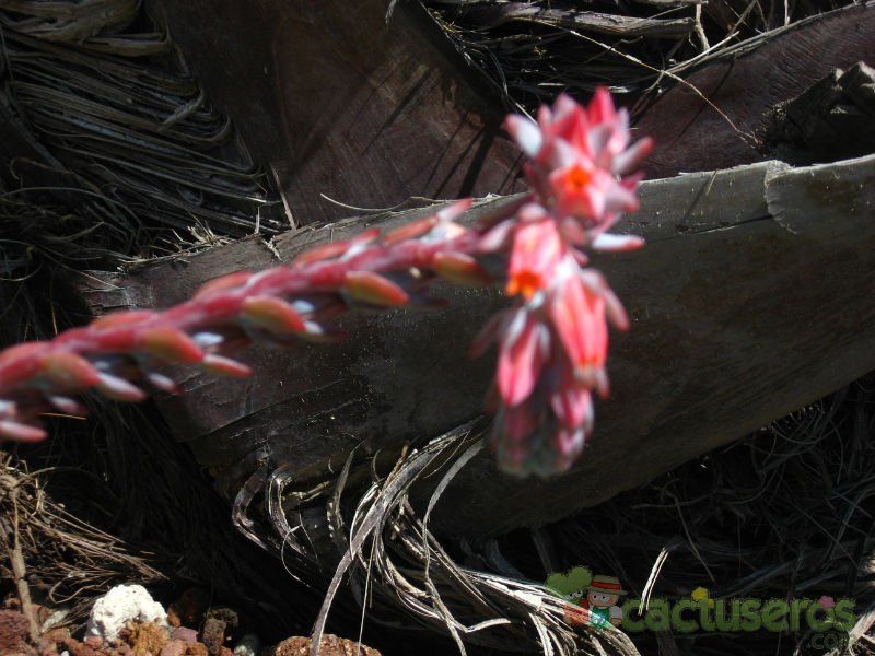 Una foto de Echeveria pulidonis x Echeveria derenbergii (HIBRIDO)