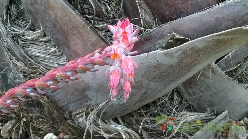 Una foto de Echeveria pulidonis x Echeveria derenbergii (HIBRIDO)