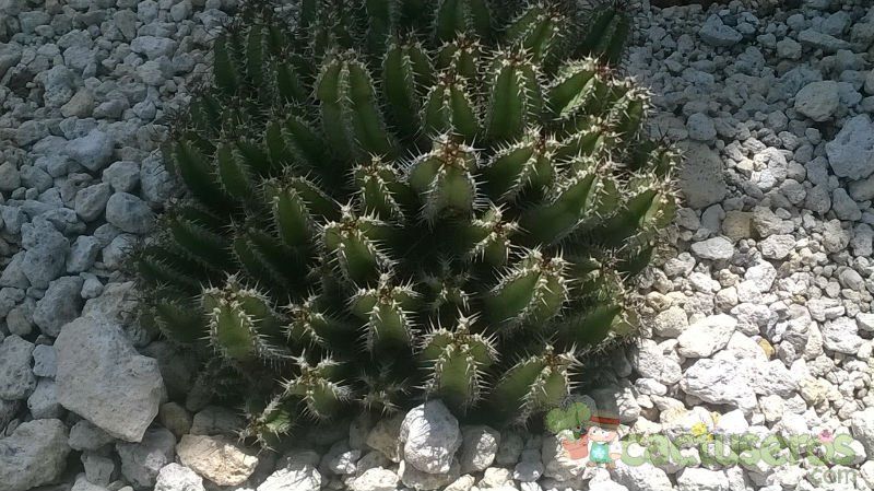 A photo of Euphorbia polyacantha