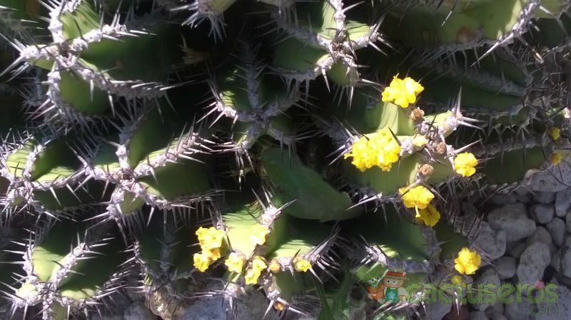 A photo of Euphorbia polyacantha