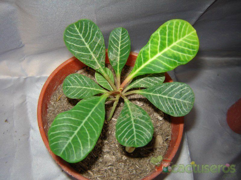 A photo of Euphorbia leuconeura