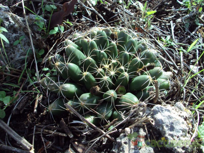 Una foto de Mammillaria longimamma