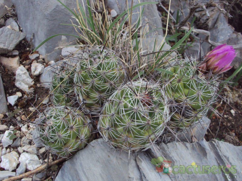 Una foto de Coryphantha pseudoechinus
