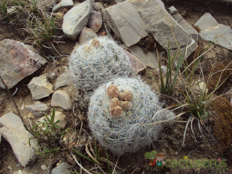Una foto de Escobaria dasyacantha