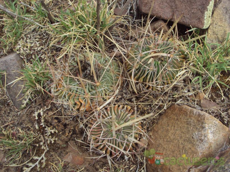Una foto de Stenocactus crispatus