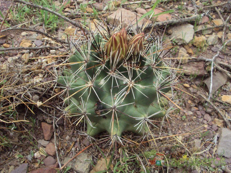 A photo of Coryphantha vaupeliana