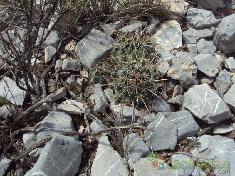 A photo of Coryphantha vaupeliana