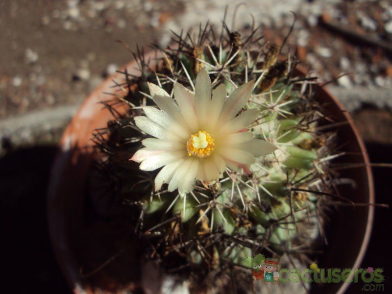 A photo of Coryphantha clavata ssp. stipitata