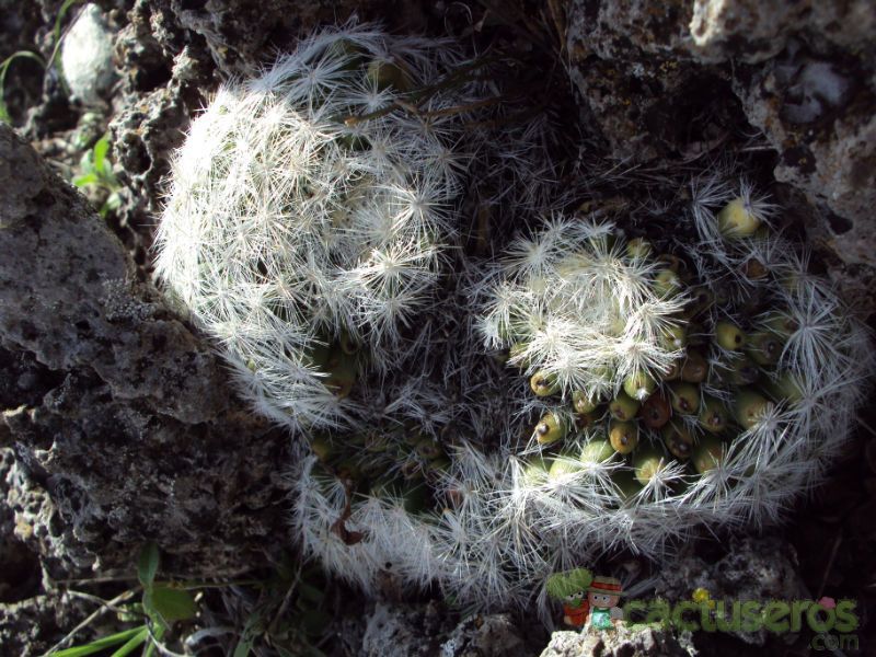 Una foto de Mammilloydia candida